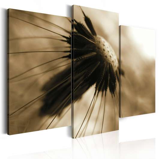 Canvas Tavla - A dandelion in sepia - 120x100