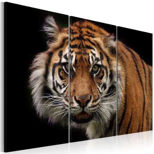 Canvas Tavla - A wild tiger - 120x80
