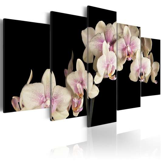 Canvas Tavla - An orchid on a contrasting background - 200x100