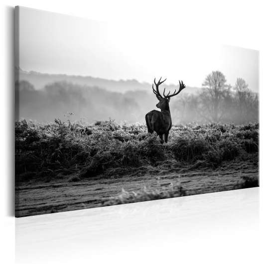Canvas Tavla - Deer in the Wild - 120x80