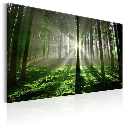 Canvas Tavla - Emerald Forest II - 120x80