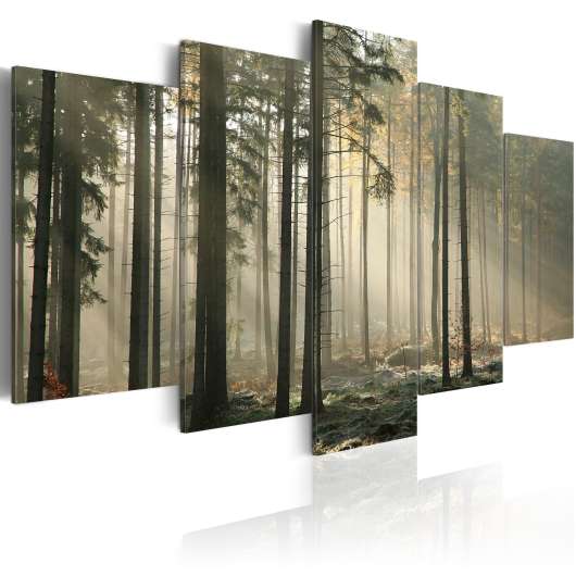 Canvas Tavla - Light in a dark forest - 200x100