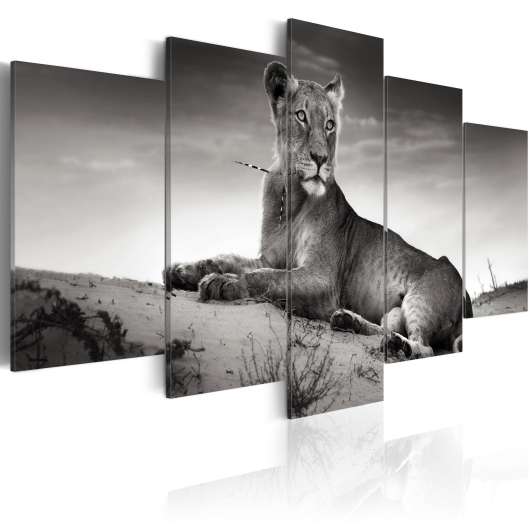 Canvas Tavla - Lioness in a desert - 100x50