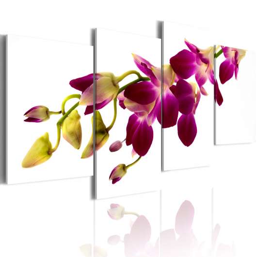 Canvas Tavla - Orchids glöd - 80x45