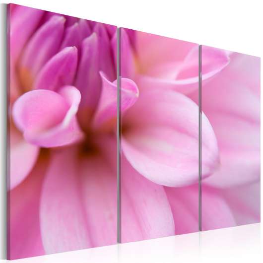 Canvas Tavla - Pink dahlia - 120x80