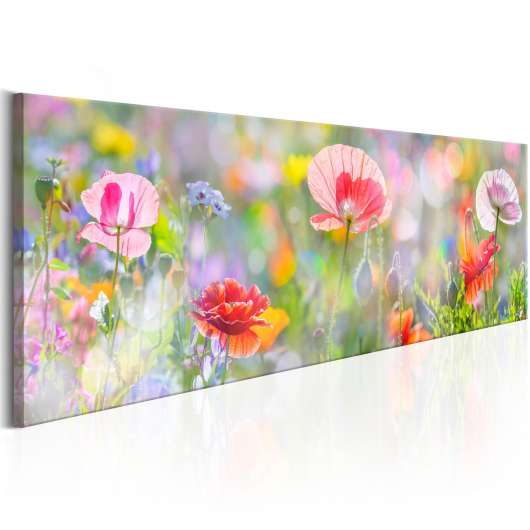Canvas Tavla - Rainbow of Morning Poppies - 135x45