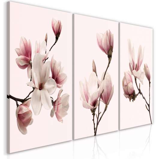 Canvas Tavla - Spring Magnolias
