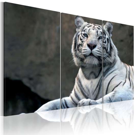 Canvas Tavla - White tiger - 120x80