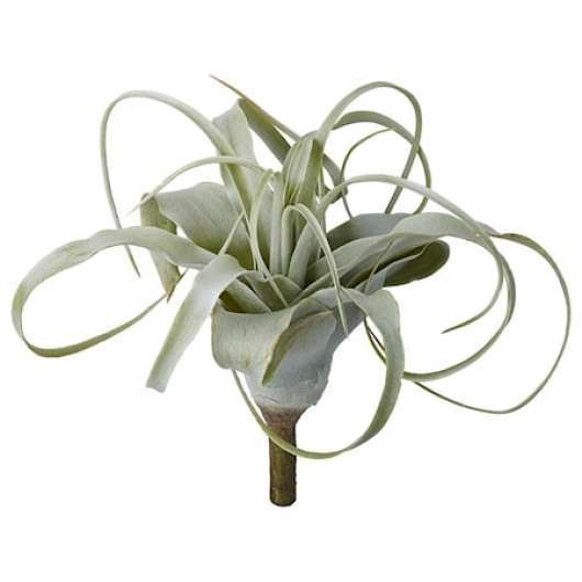 Flora Aloe H19 cm