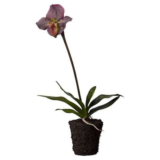 Flora orchid H51 cm