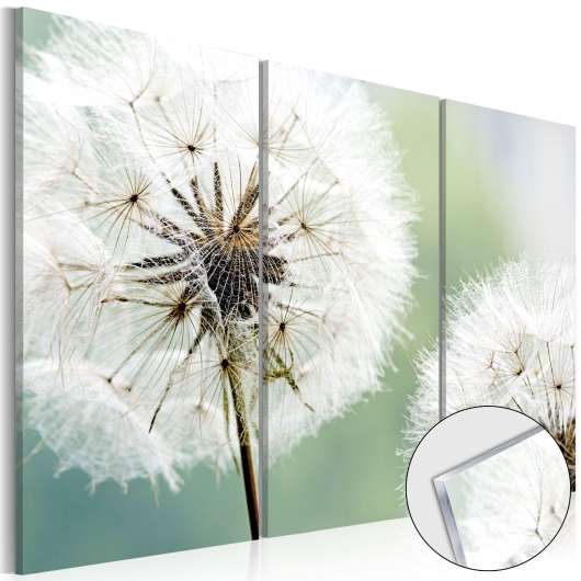 Tavla i akrylglas - Fluffy Dandelions - 60x40